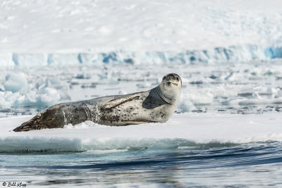 Leopard Seal, Paradise Harbour  3