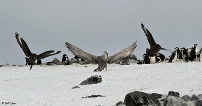 Giant Petrel, Half Moon Islands  1