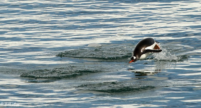 Gentoo Penguins, Neko Harbor  2