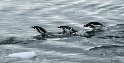 Gentoo Penguins, Neko Harbor  3