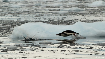 Gentoo Penguins, Neko Harbor  4
