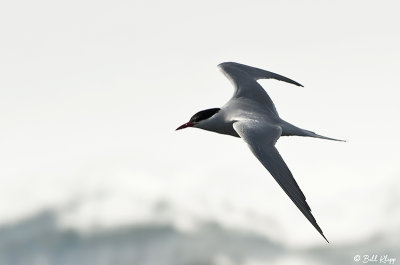 Arctic Tern, Paradise Bay  1