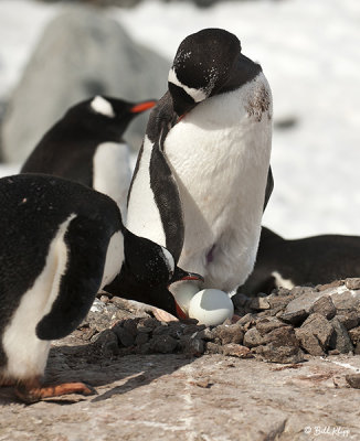 Gentoo Penguins, Port Lockroy  1