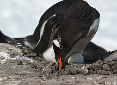 Gentoo Penguins, Port Lockroy  2