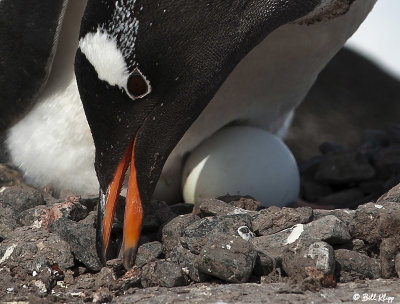 Gentoo Penguins, Port Lockroy  3
