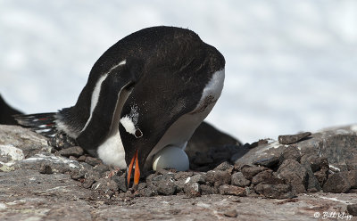 Gentoo Penguins, Port Lockroy  4