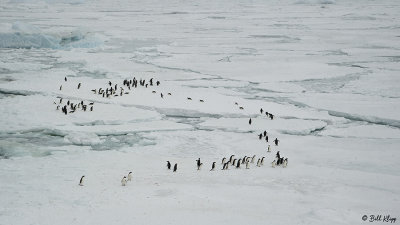 Adelie Penguins, Weddell Sea  5