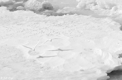 Snow Petrels, Weddell Sea  1
