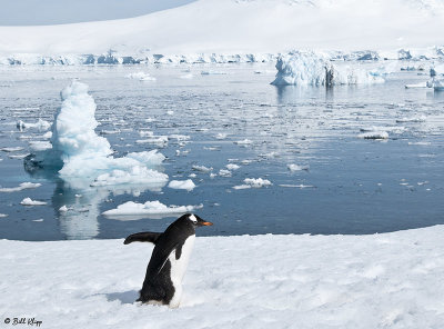 Gentoo Penguins, Port Lockroy  5