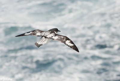 Cape Petrel, Scotia Sea  1