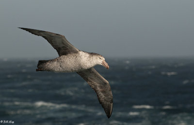 Giant Petrel, Scotia Sea  1