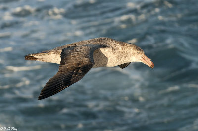 Giant Petrel, Scotia Sea  2