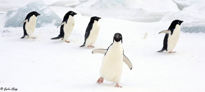 Antarctica 2011 by Linda Klipp