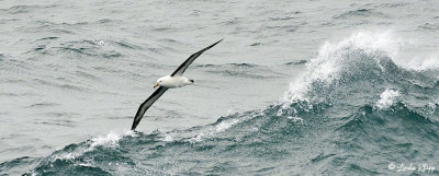 Black Browed Albatross, Southern Ocean  1