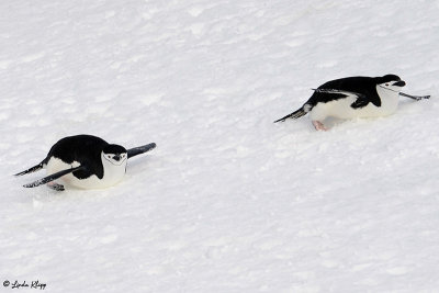 Chin Strap Penguins, Half Moon Island  8