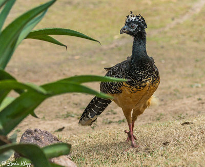 Bare-Faced Curassow, Araras Ecolodge  6