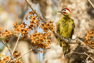 Barred Woodpecker, Araras Ecolodge 1
