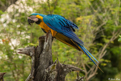 Blue and Gold MaCaw, Araras Ecolodge  1
