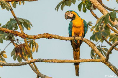 Blue and Gold MaCaw, Araras Ecolodge  2