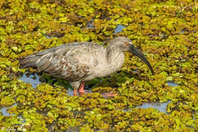 Buff-necked Ibis, Araras Ecolodge  1