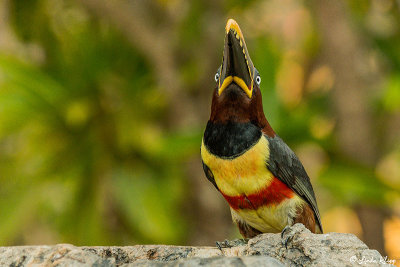 Chestnut-earred Aracari, Araras Ecolodge  2