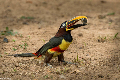 Chestnut-earred Aracari, Araras Ecolodge  4