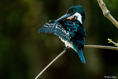 Green Kingfisher, Porto Jofre  2