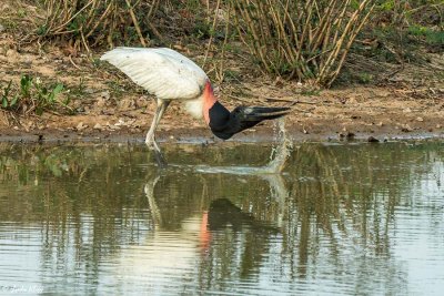 Jabiru Stork, Araras Ecolodge  1