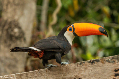 Toco Toucan, Porto Jofre  2