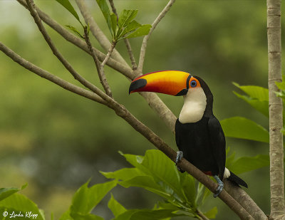 Toco Toucan, Porto Jofre  1