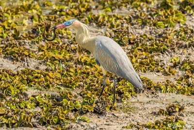 Whistling Heron, Araras Ecolodge  1