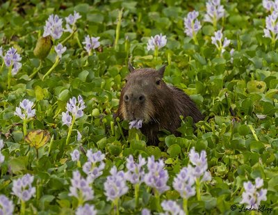 Capybara, Araras Ecolodge  1