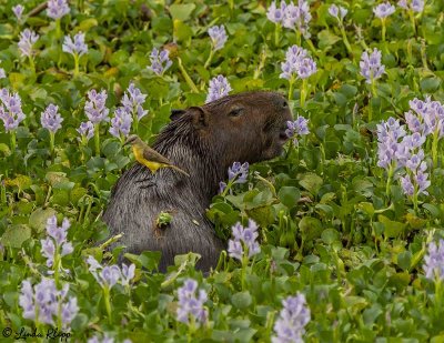 Capybara, Araras Ecolodge 2