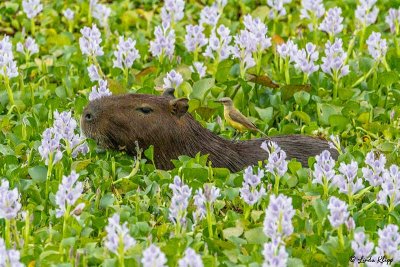 Capybara, Araras Ecolodge  3