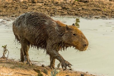 Capybara, Pousada Piuval  1