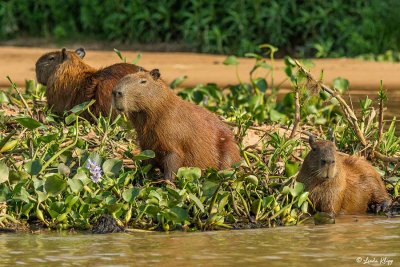 Capybara, Porto Jofre  2