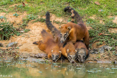 Coatis, Pousada Piuval   1