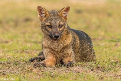 Crab eating Fox, Pousada Piuval   1