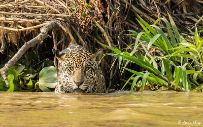 Jaguar, Porto Jofre  4