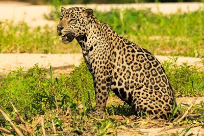Jaguar, Porto Jofre  10