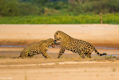 Jaguars, Porto Jofre  45