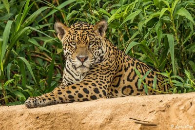 Jaguar, Porto Jofre  64