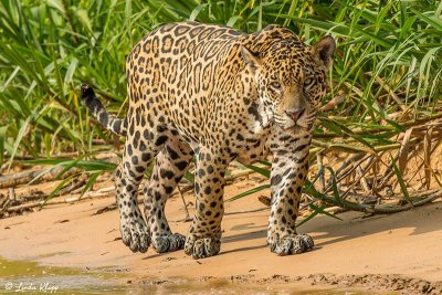 Jaguar, Porto Jofre 71