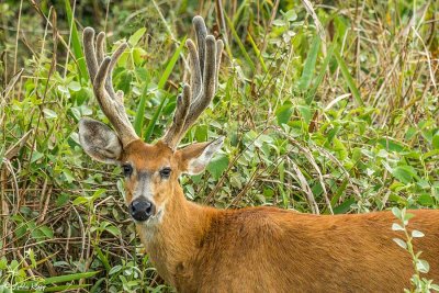 Marsh Deer, Araras Ecolodge  2