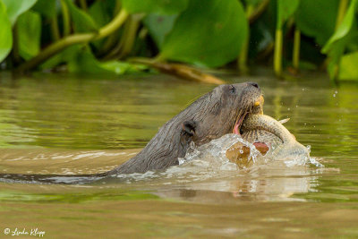 Giant Otter,  Porto Jofre  2