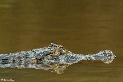 Yacare Caiman, Porto Jofre  3