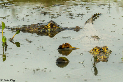 Yacare Caiman, Pousada Piuval   1