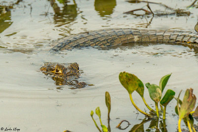 Northern Pantanal by Linda Klipp