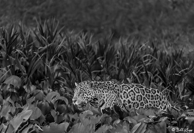 Jaguar, Porto Jofre  29