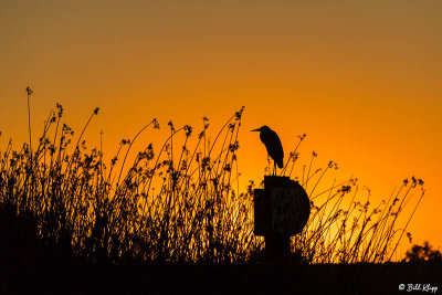 Great Blue Heron Sunset  11